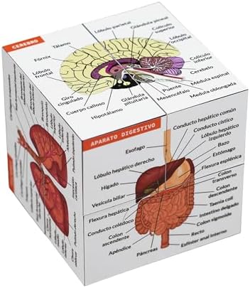 Human Anatomy Study Cube | Study 9 Parts of the Human Body | Anatomy Model Cube | Excellent Gift for Nurses and Medical Students